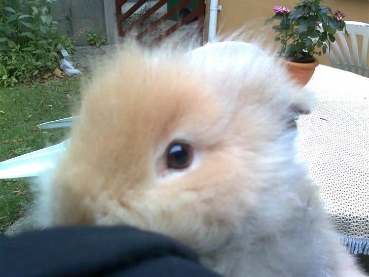 Kanin mentos billede 2