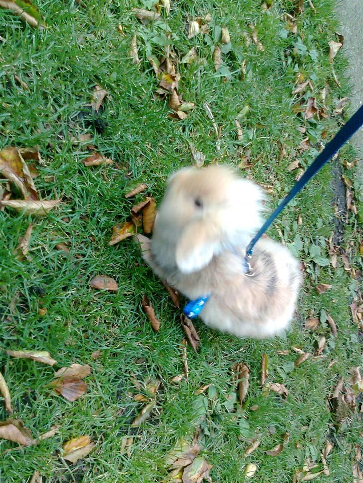 Kanin mentos billede 3