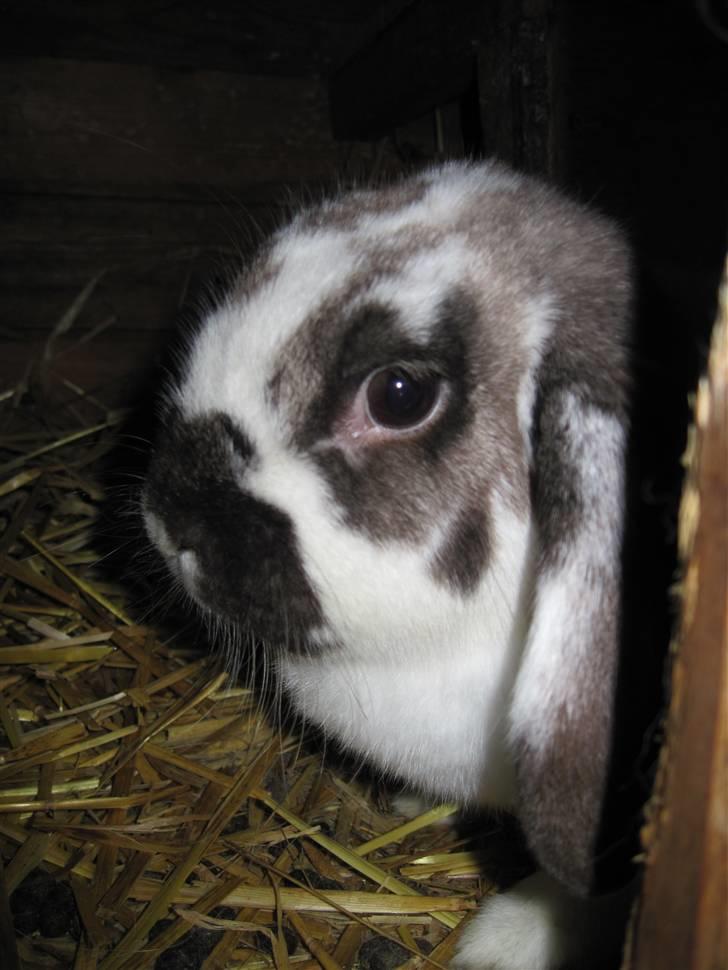 Kanin bodil olsen billede 1