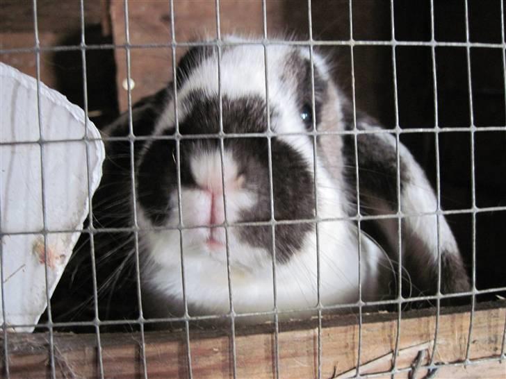 Kanin bodil olsen billede 2