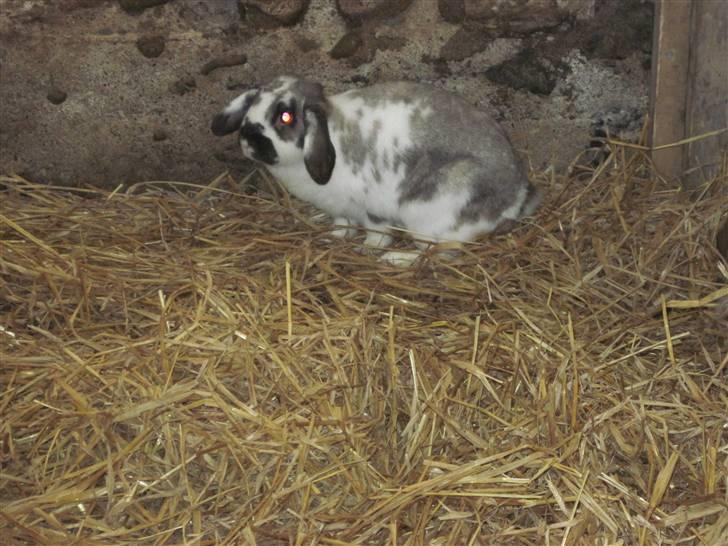 Kanin bodil olsen billede 3
