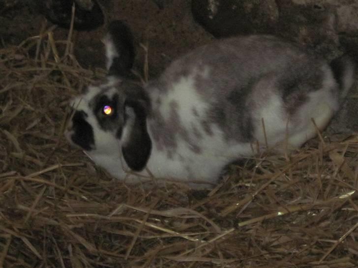 Kanin bodil olsen billede 4