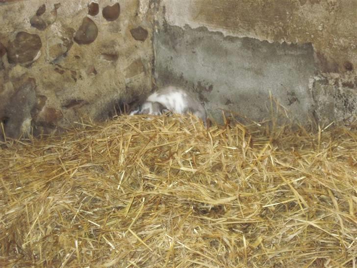 Kanin bodil olsen billede 5