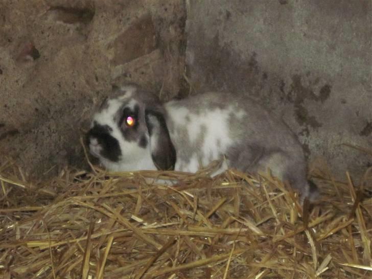 Kanin bodil olsen billede 6