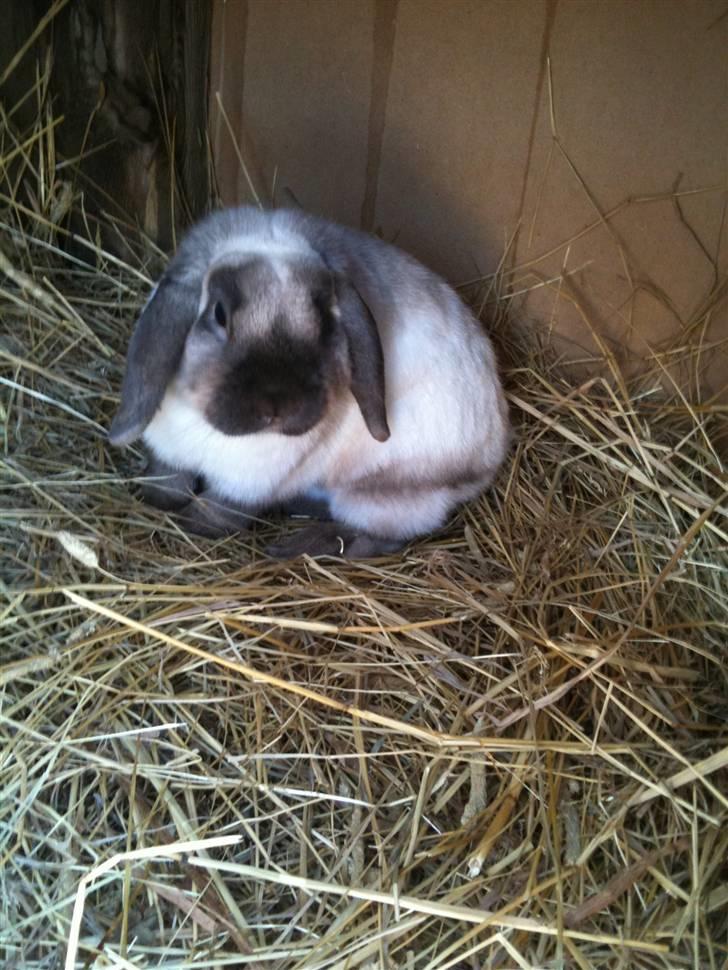 Kanin palle billede 7