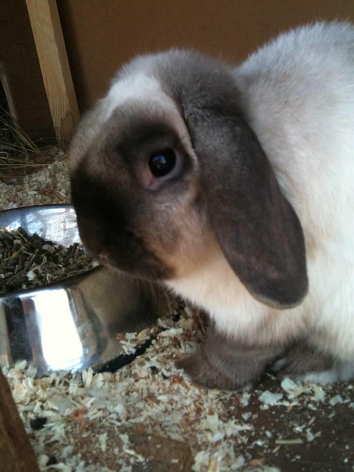 Kanin palle billede 8