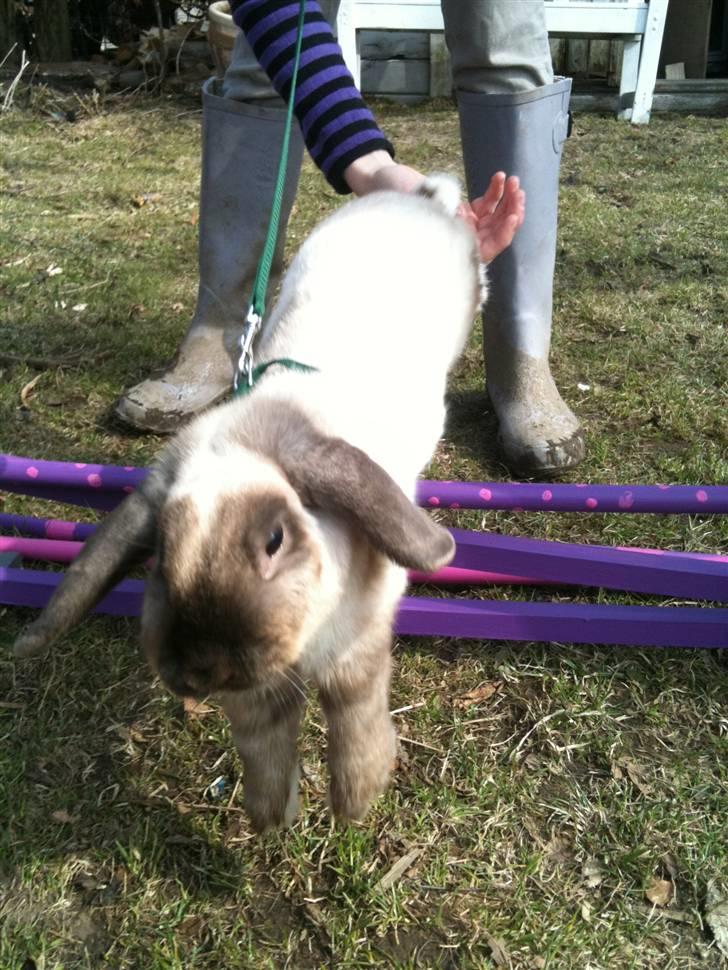 Kanin palle billede 9