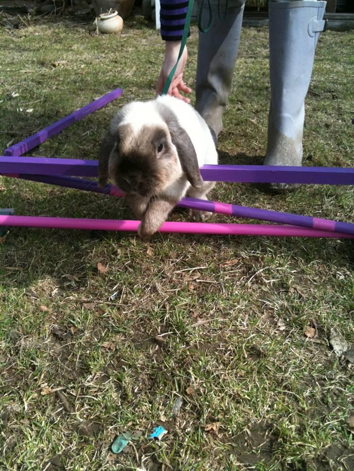 Kanin palle billede 10