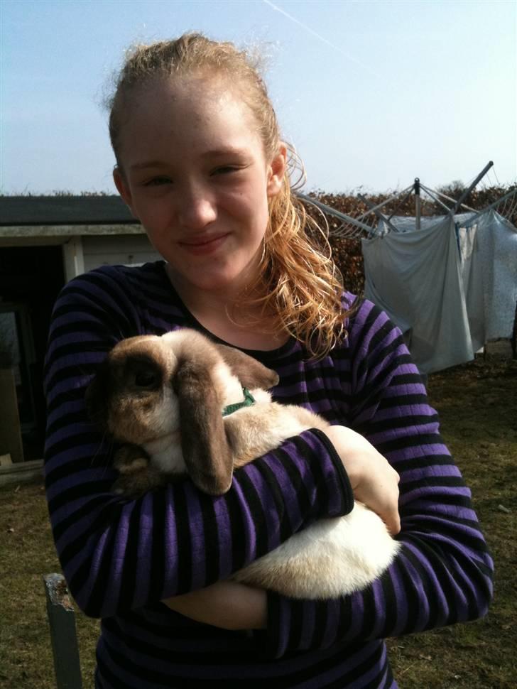 Kanin palle billede 11