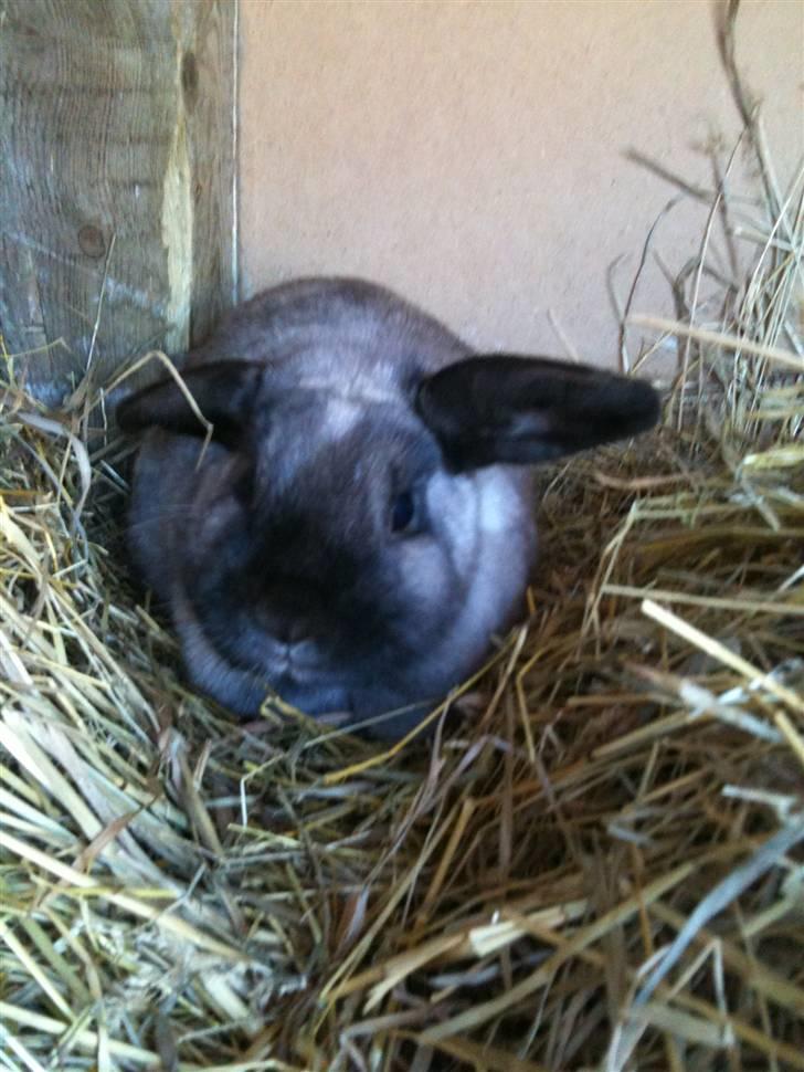 Kanin delle billede 1