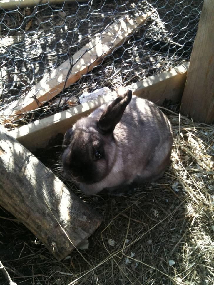 Kanin delle billede 2