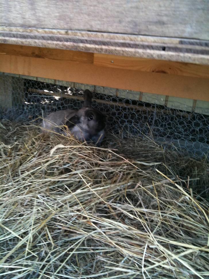 Kanin delle billede 3