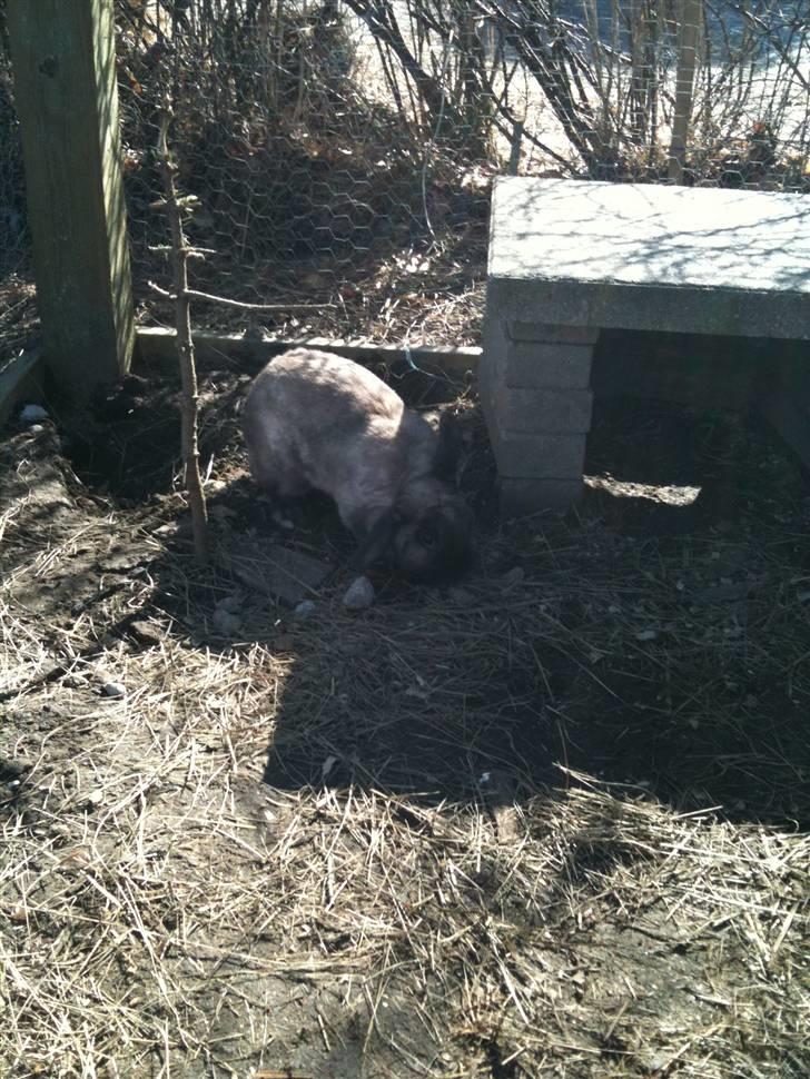 Kanin delle billede 4