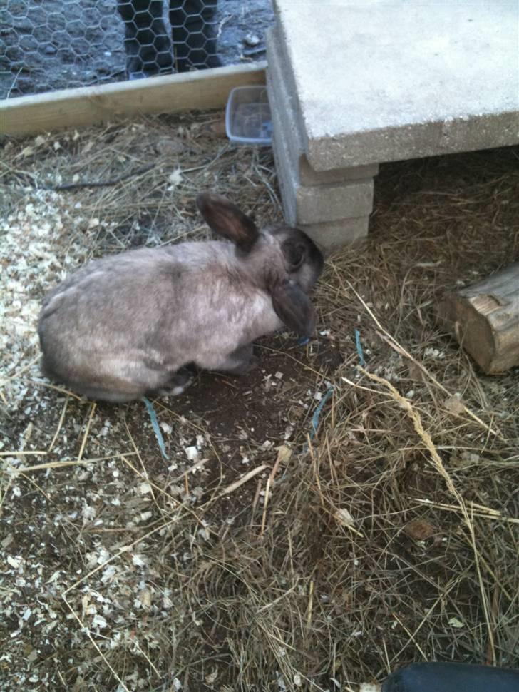 Kanin delle billede 5