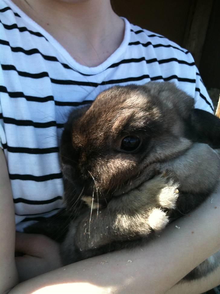 Kanin delle billede 6