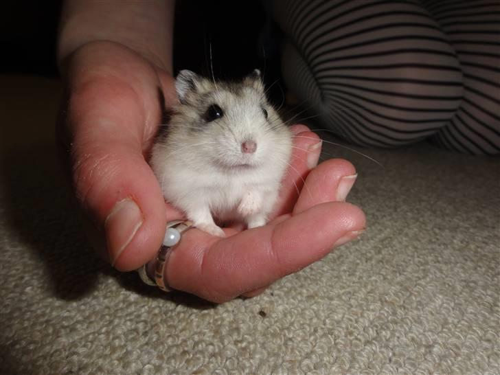 Dværghamster Louie (Bamse) billede 1