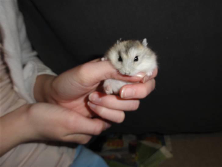 Dværghamster Louie (Bamse) billede 2