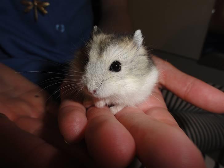 Dværghamster Louie (Bamse) billede 3