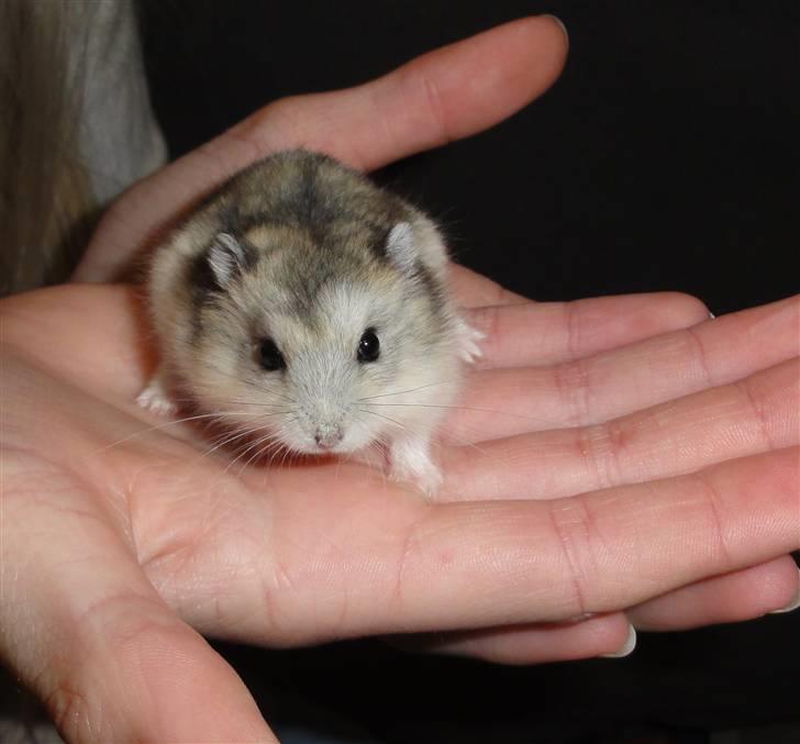 Dværghamster Louie (Bamse) billede 5