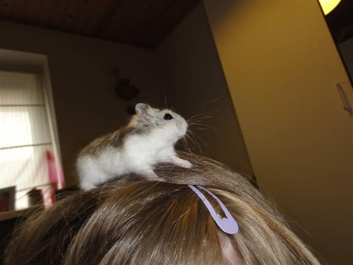 Dværghamster Louie (Bamse) billede 6