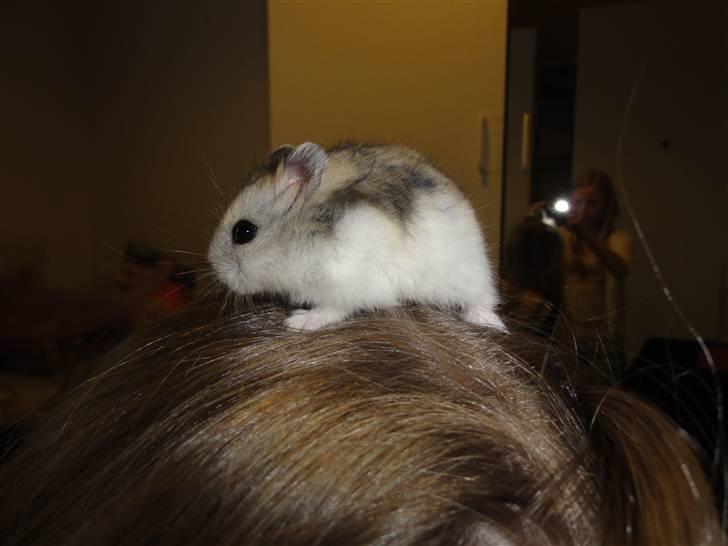 Dværghamster Louie (Bamse) billede 7