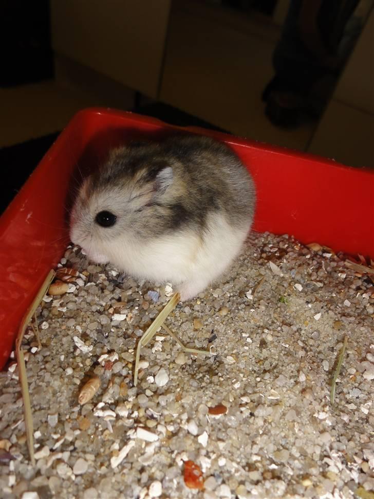 Dværghamster Louie (Bamse) billede 8