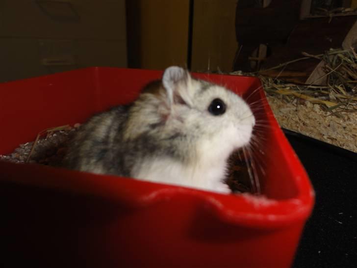 Dværghamster Louie (Bamse) billede 9