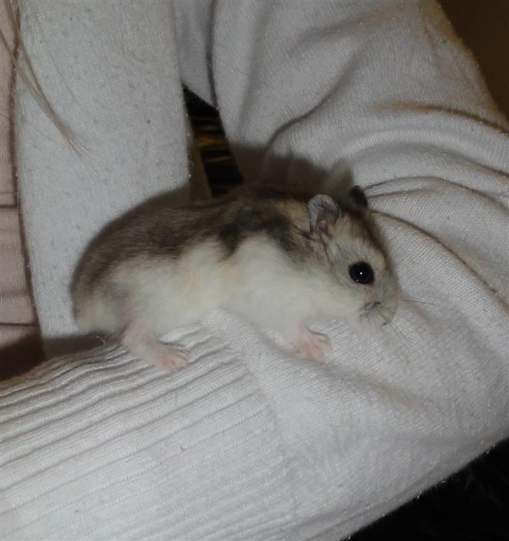 Dværghamster Louie (Bamse) billede 10