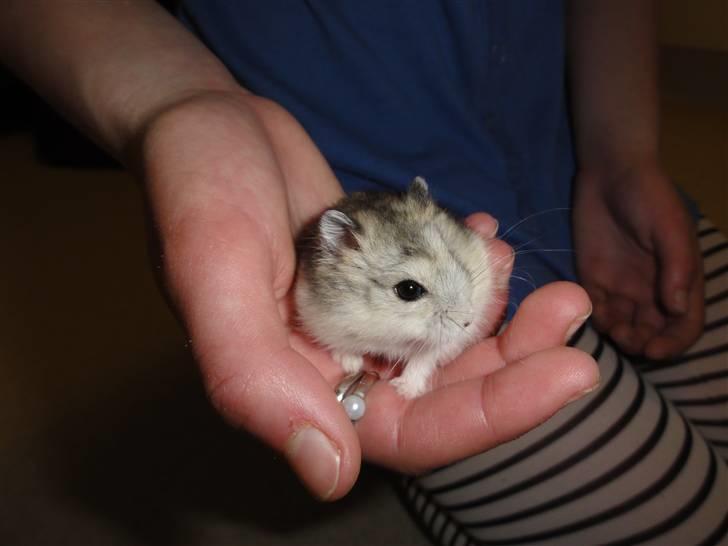 Dværghamster Louie (Bamse) billede 11