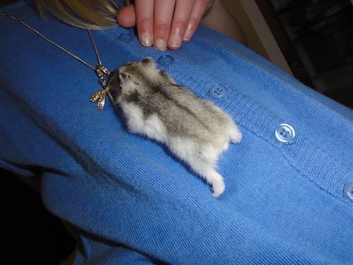 Dværghamster Louie (Bamse) billede 12