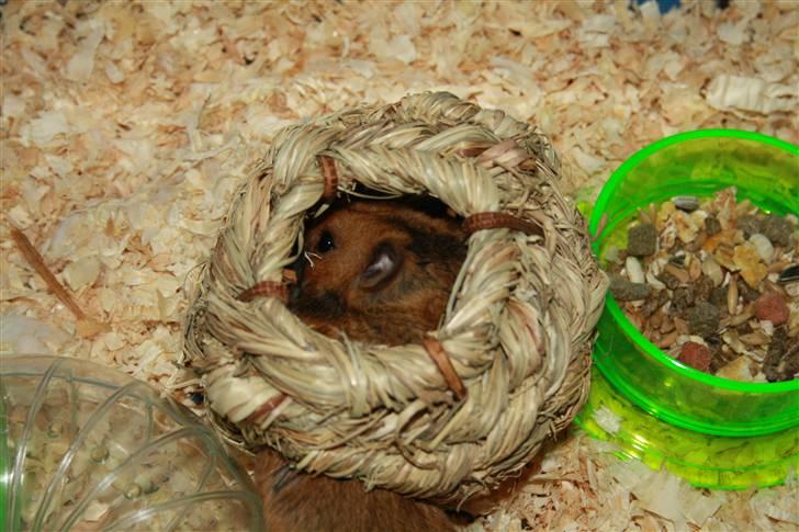 Hamster Rody billede 8