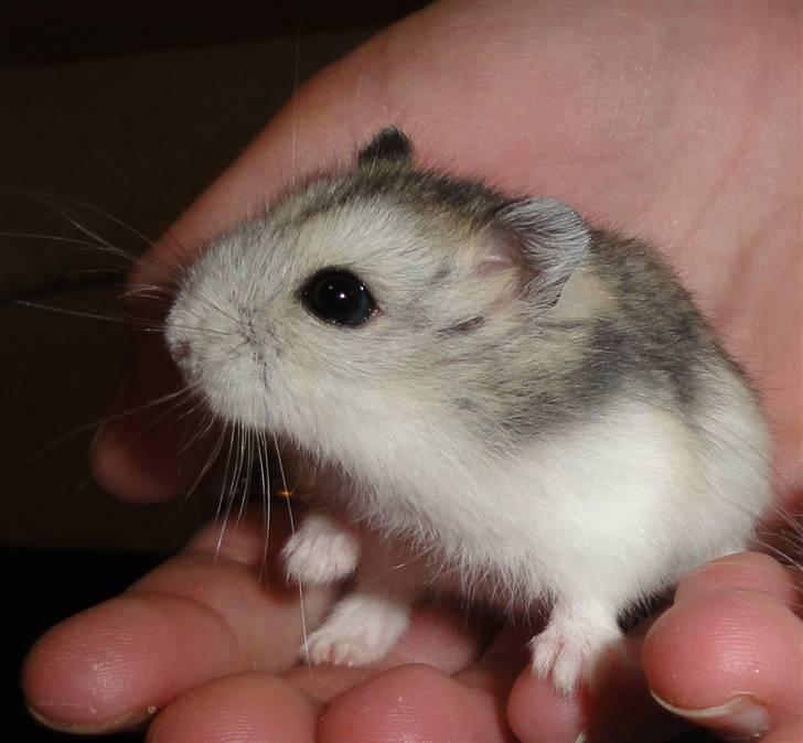 Dværghamster Louie (Bamse) billede 13