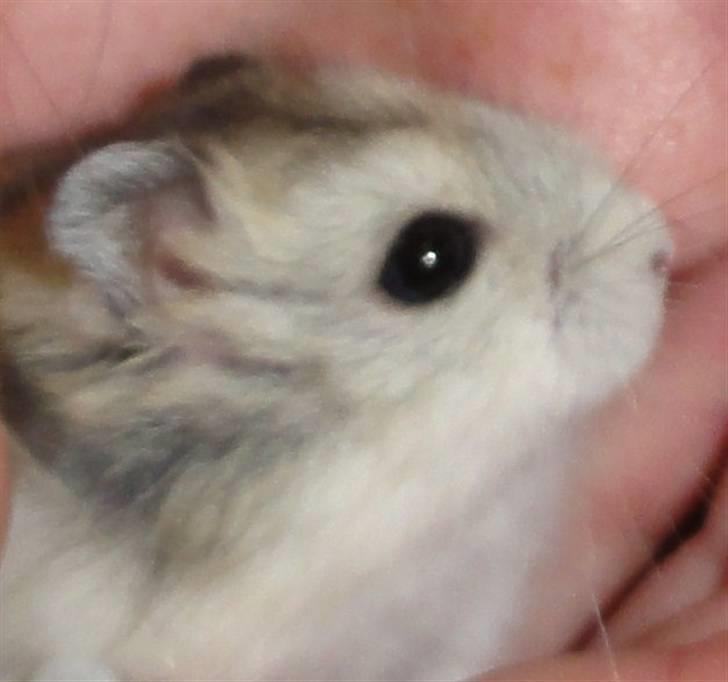 Dværghamster Louie (Bamse) billede 15