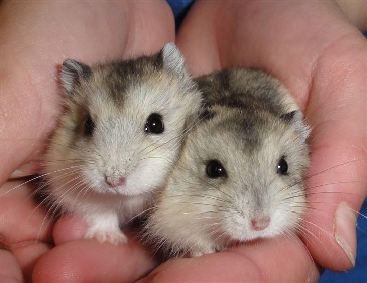 Dværghamster Louie (Bamse) - Den til venstre :D billede 16