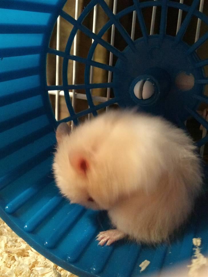 Hamster Pjuske *Savnet*  - pjuske i sit lille hjul billede 1