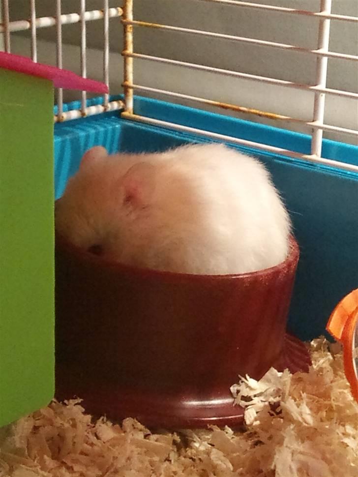 Hamster Pjuske *Savnet*  - jeg æder lige okayy<3 billede 2