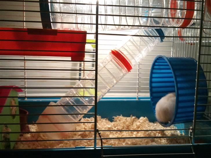 Hamster Pjuske *Savnet*  - Mit gamle bur<3 billede 3