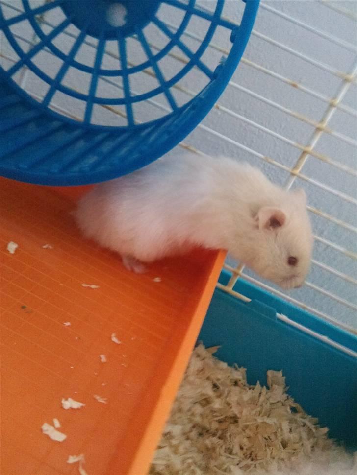 Hamster Pjuske *Savnet*  - Nu hopper jeg altså ned billede 4
