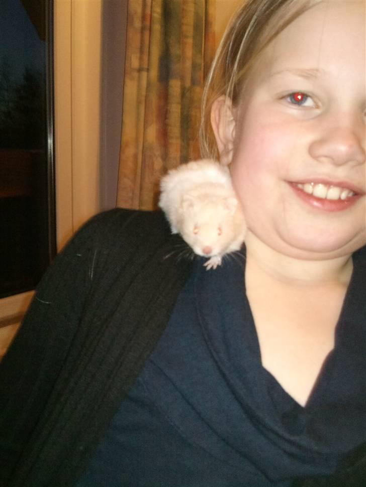 Hamster Pjuske *Savnet*  - Pjuskes tidliger ejer billede 5
