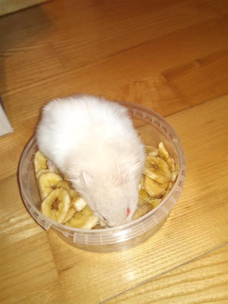 Hamster Pjuske *Savnet*  - i Banan land billede 6