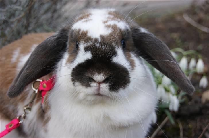 Kanin Rubin's Talaia Lavina - Foto: mig billede 17