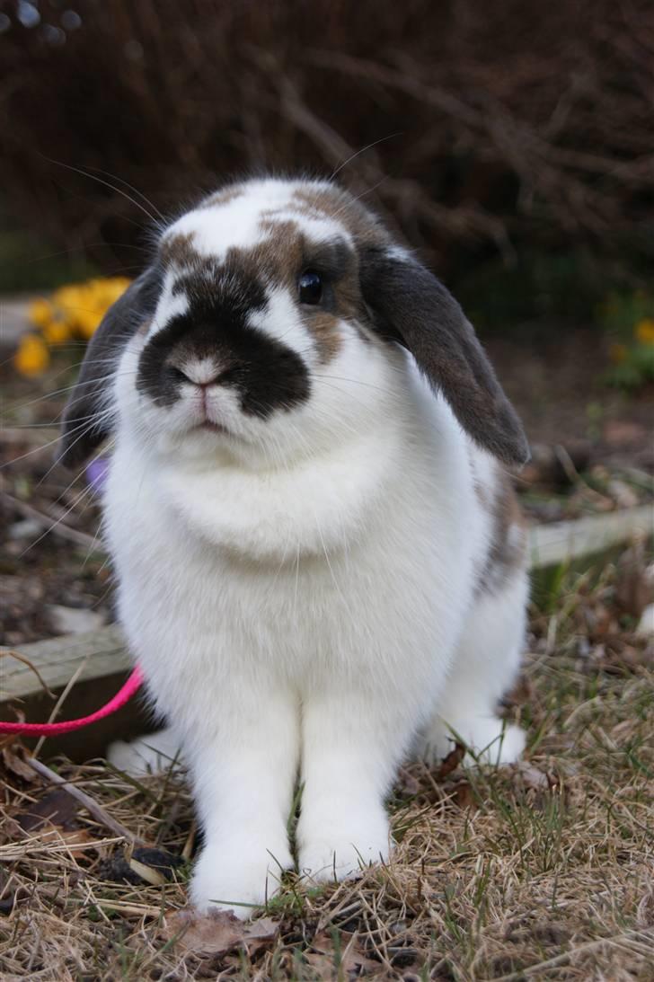 Kanin Rubin's Talaia Lavina - Foto: mig billede 18