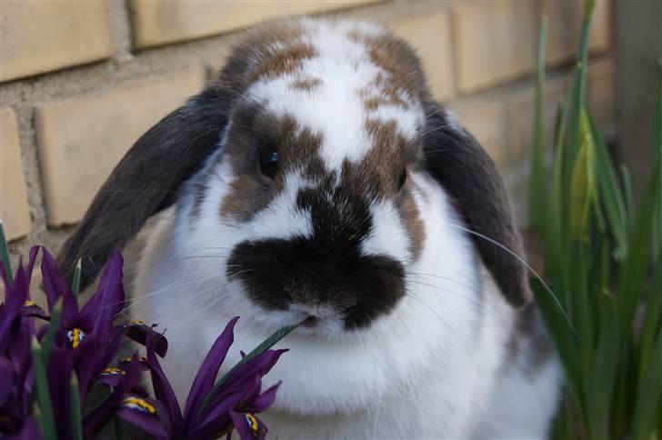 Kanin Rubin's Talaia Lavina billede 19