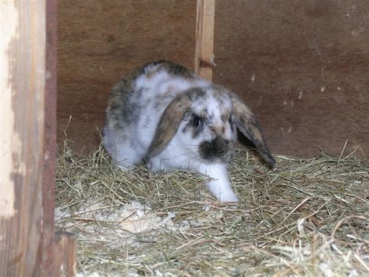 Kanin Gustav billede 1