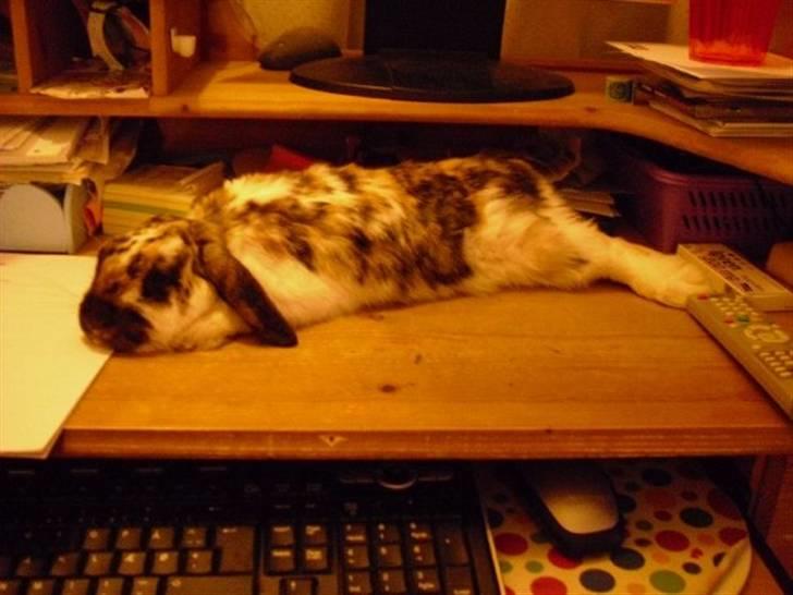 Kanin Gustav billede 2