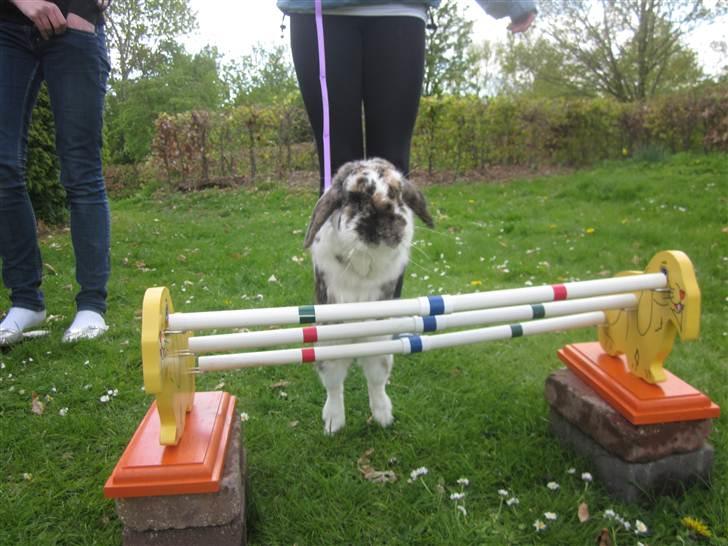 Kanin Gustav billede 3