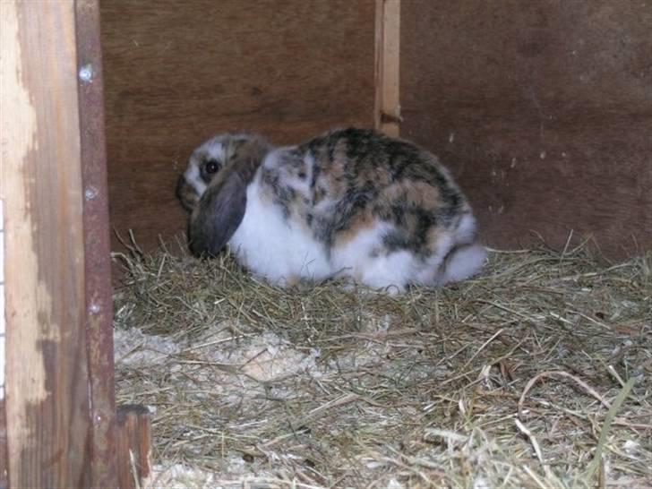 Kanin Gustav billede 4