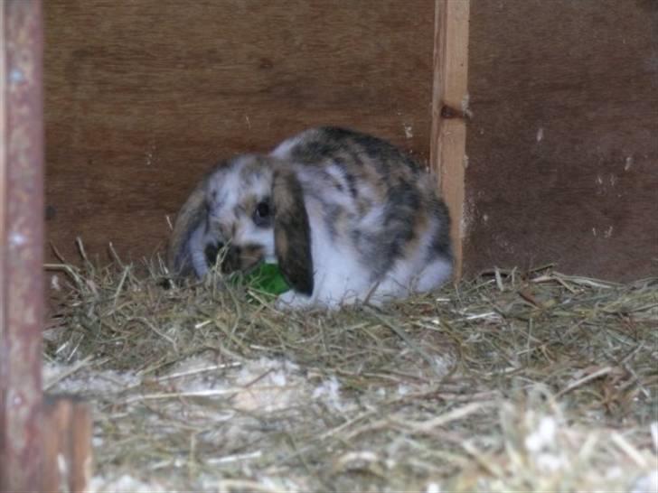 Kanin Gustav billede 5