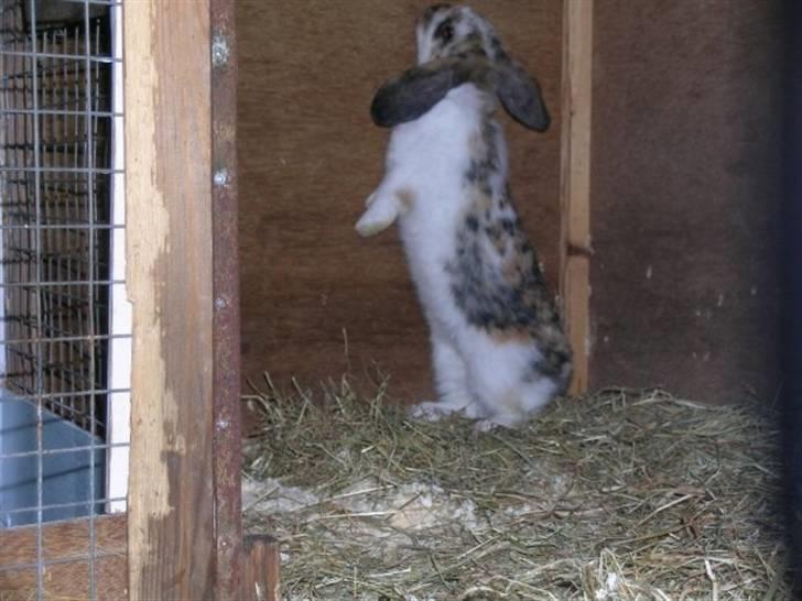 Kanin Gustav billede 6