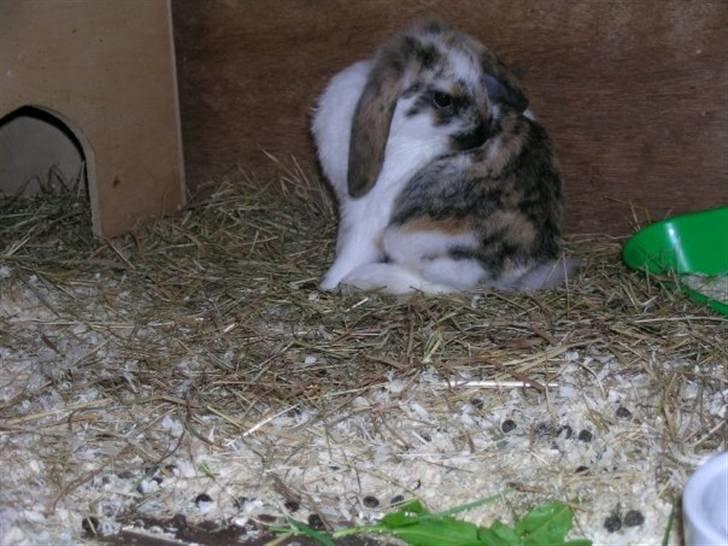 Kanin Gustav billede 7